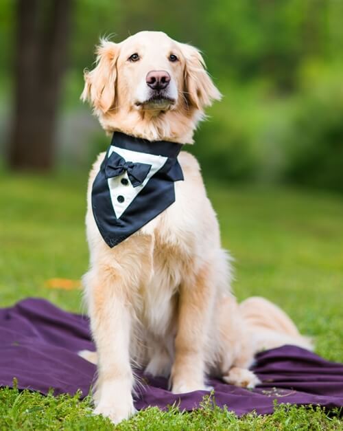 barks and blooms wedding services